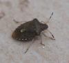 Peribalus strictus vernalis